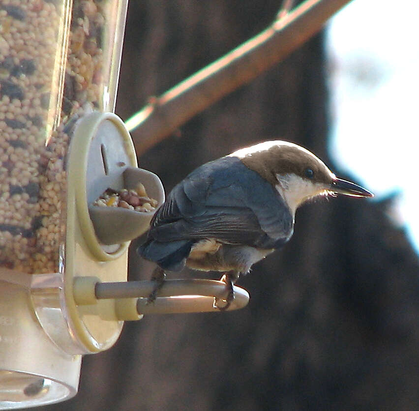 Image of Brown-headed Nuthatch