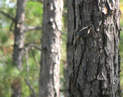 Image of Brown-headed Nuthatch