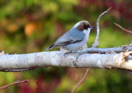 Image of Brown-headed Nuthatch