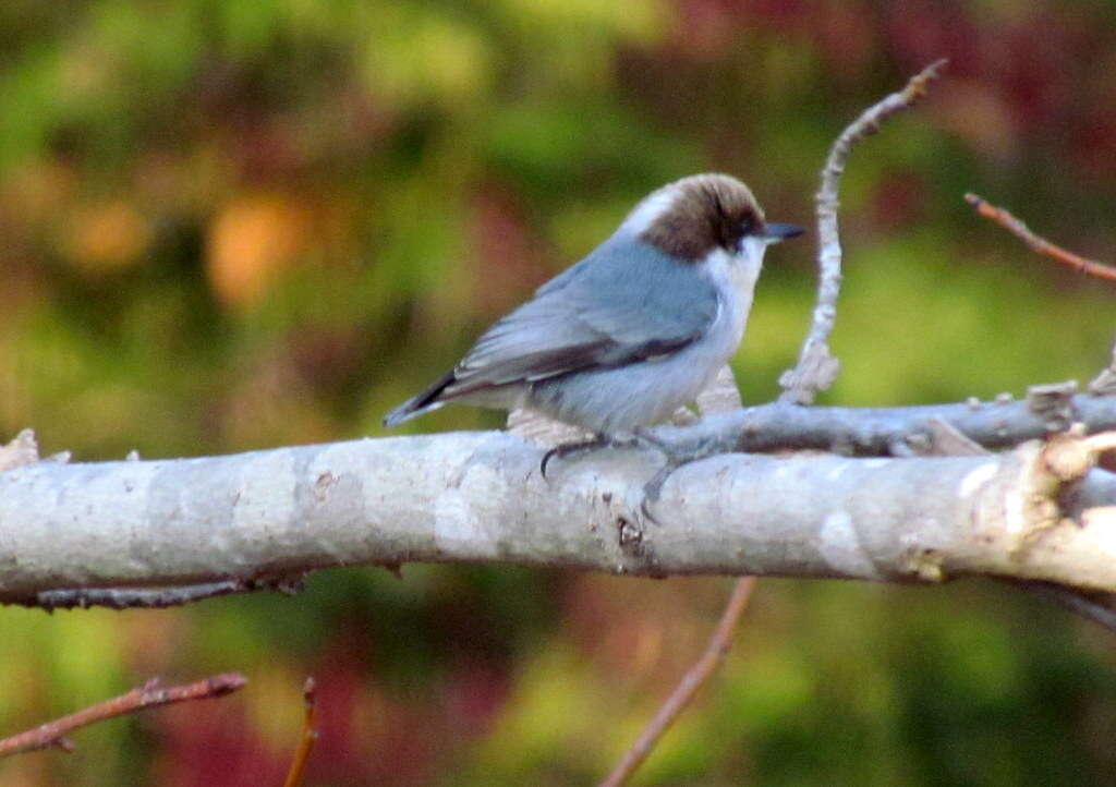 Image of Brown-headed Nuthatch