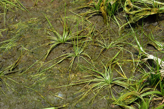 Image of Isoetes taiwanensis var. kinmenensis F. Y. Lu, H. H. Chen & Y. L. Hsueh