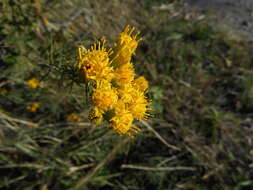 صورة Galatella linosyris (L.) Rchb. fil.