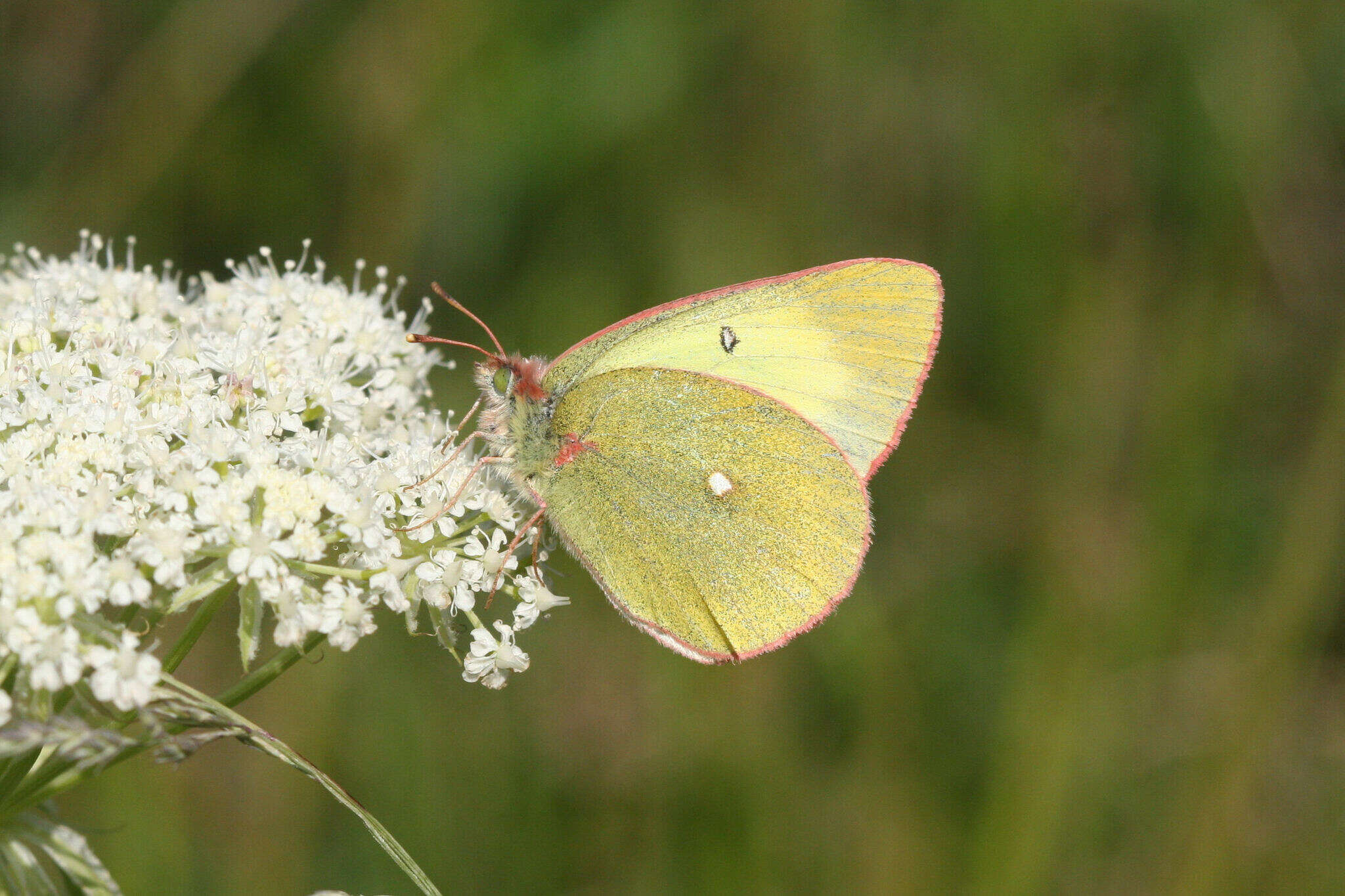 Image of <i>Colias palaeno europomene</i> Ochsenheimer 1816