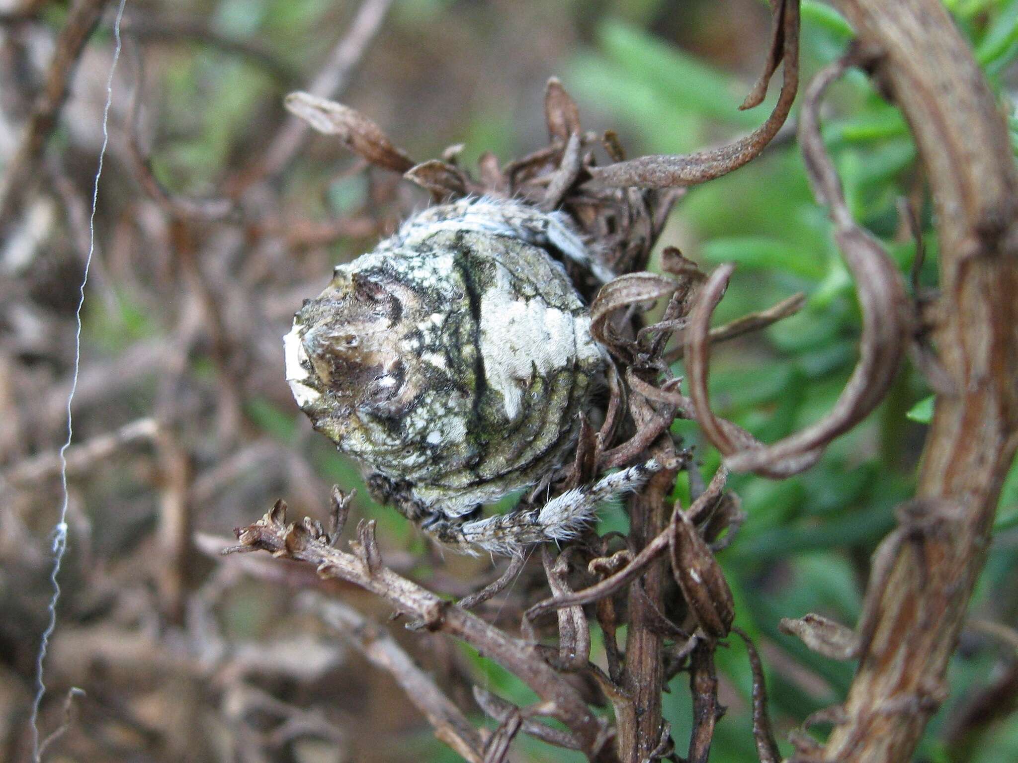 Image of common bark spider