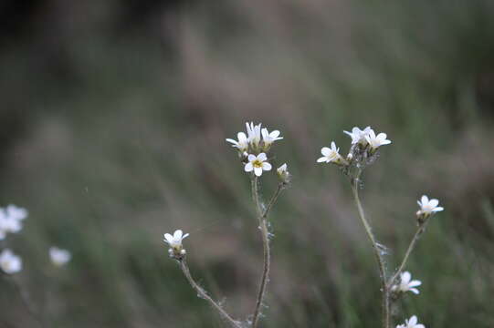 Plancia ëd Saxifraga granulata L.