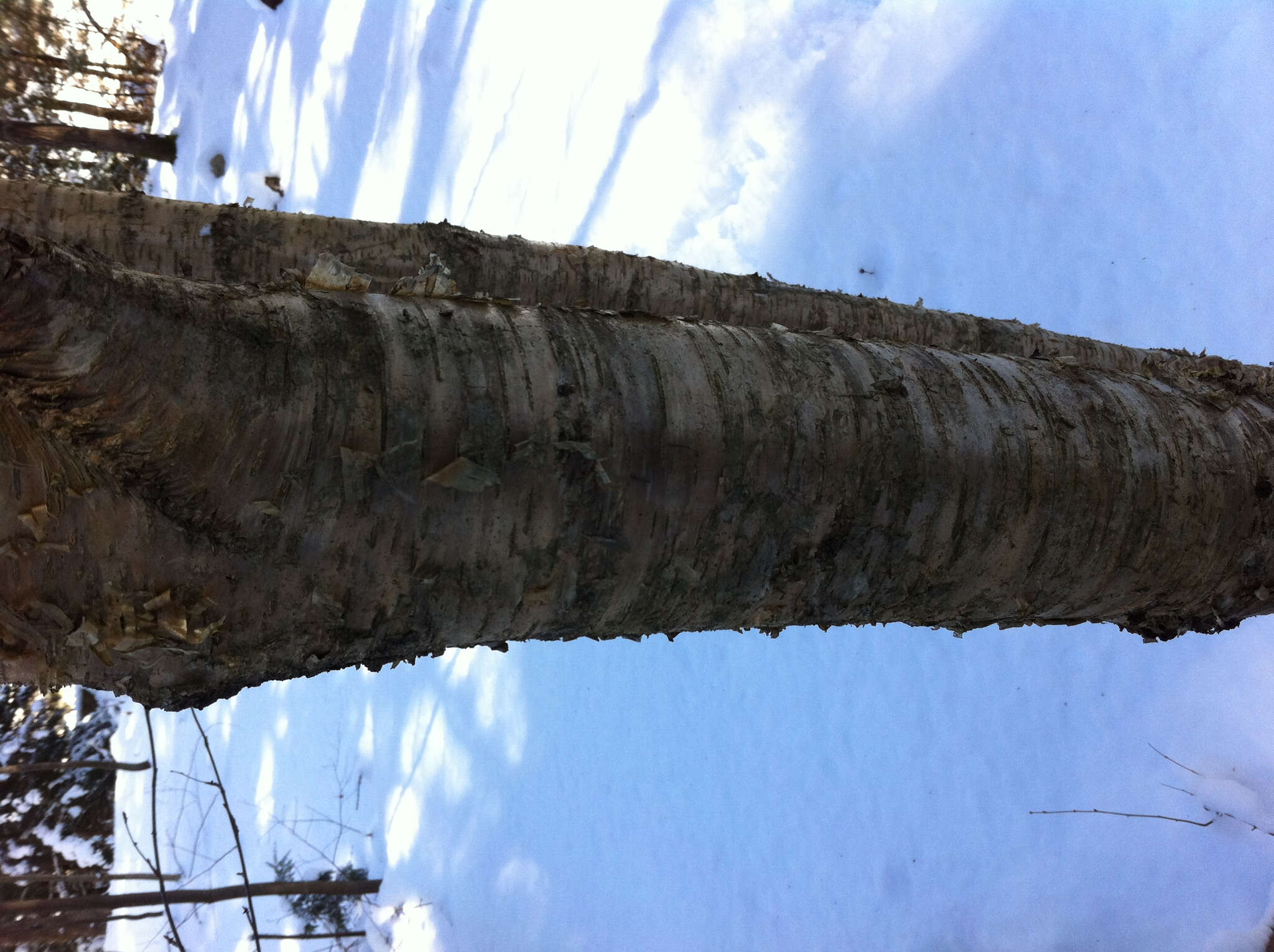 Image of Gray birch