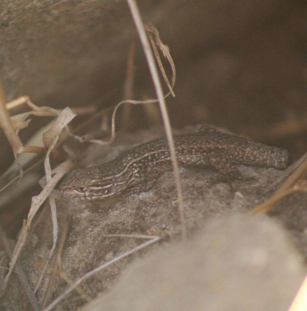 Image of Brown Tree Iguana