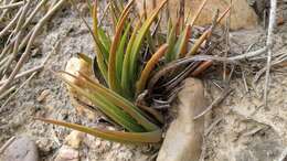 Image of Haworthiopsis longiana (Poelln.) G. D. Rowley