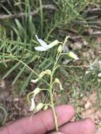 Imagem de Astragalus racemosus Pursh