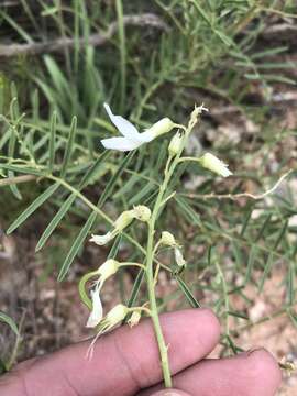 Image of cream milkvetch