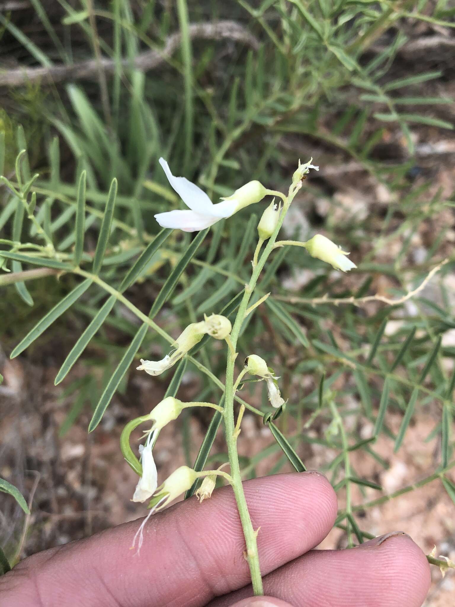 Imagem de Astragalus racemosus Pursh