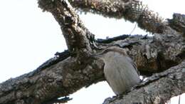Image of Brown-headed Nuthatch