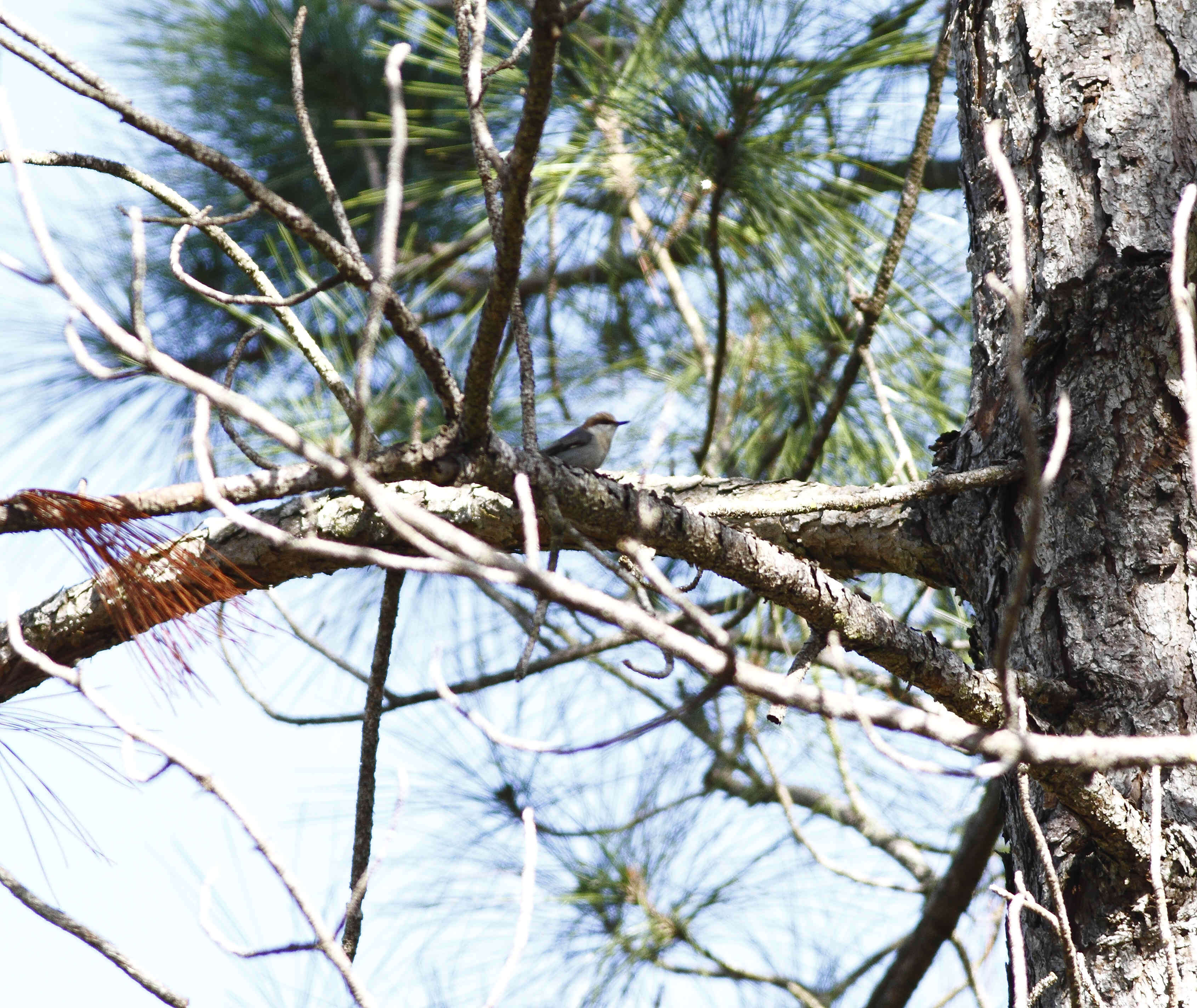 Image of Brown-headed Nuthatch