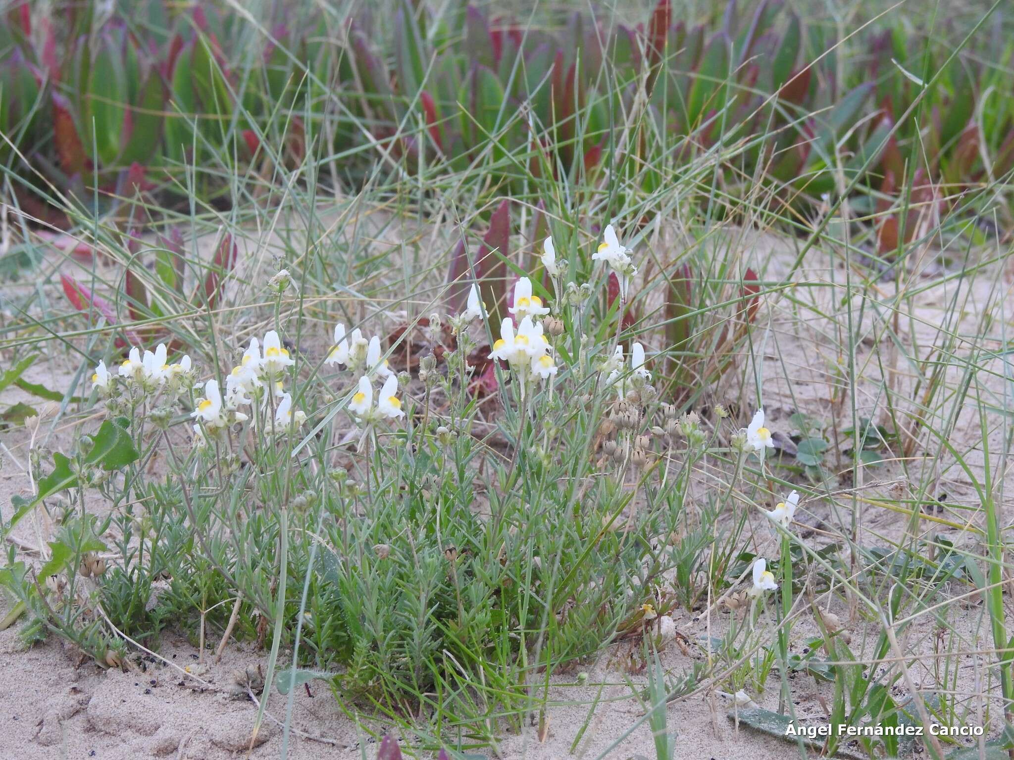 صورة Linaria supina subsp. maritima (DC.) M. Lainz