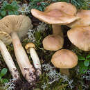 Imagem de Tricholoma aestuans (Fr.) Gillet 1874