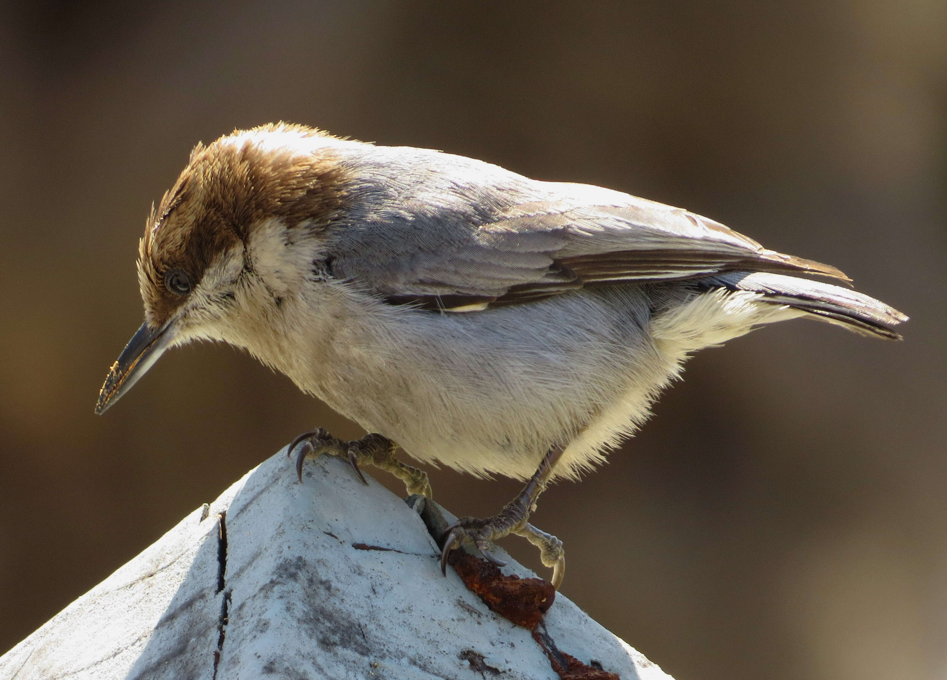 Image of Brown-headed Nuthatch