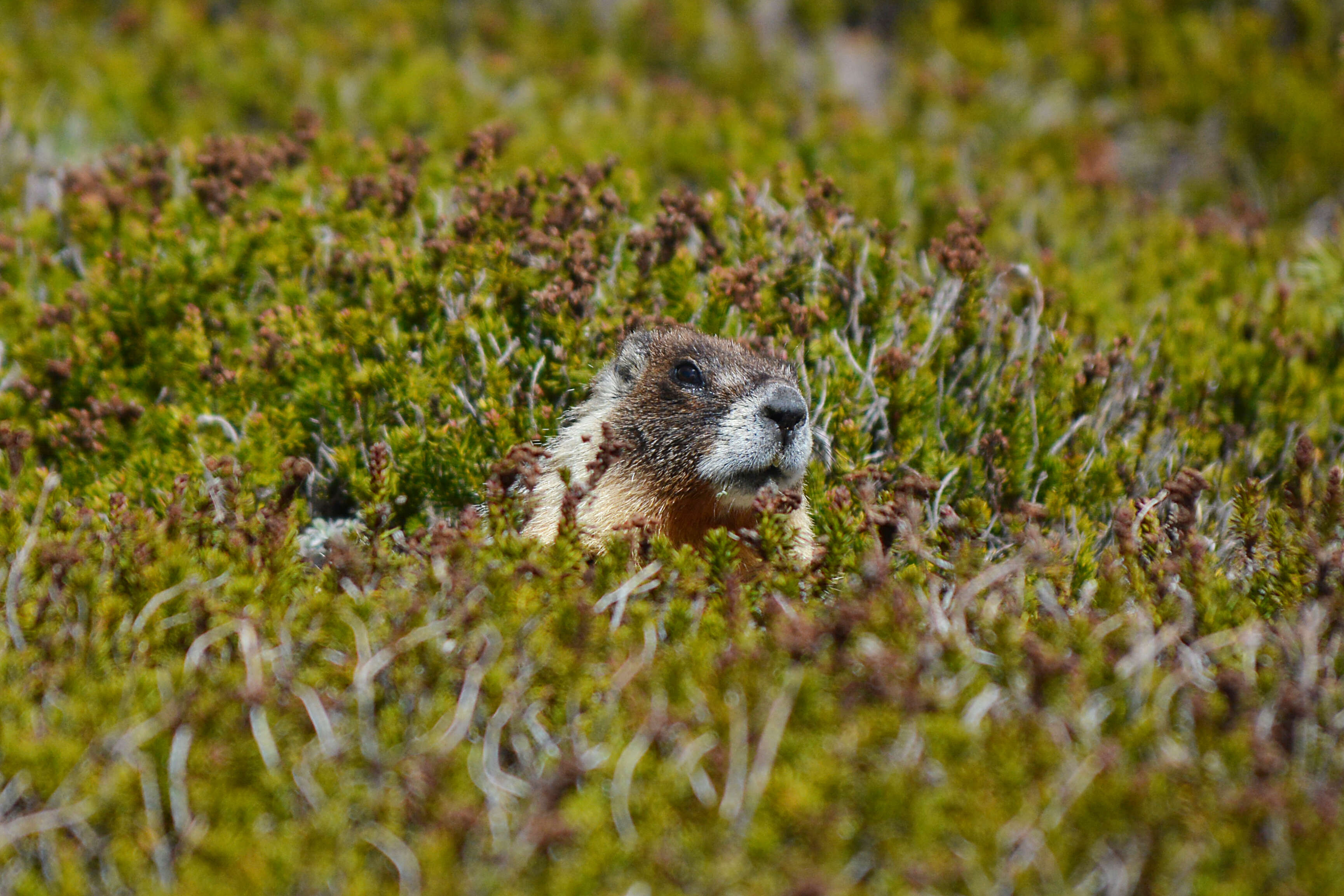 Image of Marmota subgen. Petromarmota Steppan et al. 1999