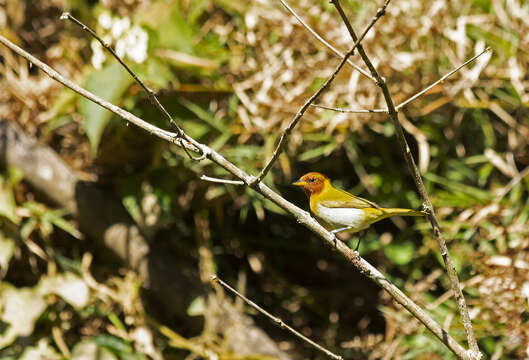 Image of Rufous-headed Tanager