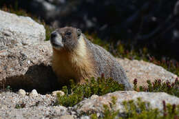 Imagem de Marmota subgen. Petromarmota Steppan et al. 1999