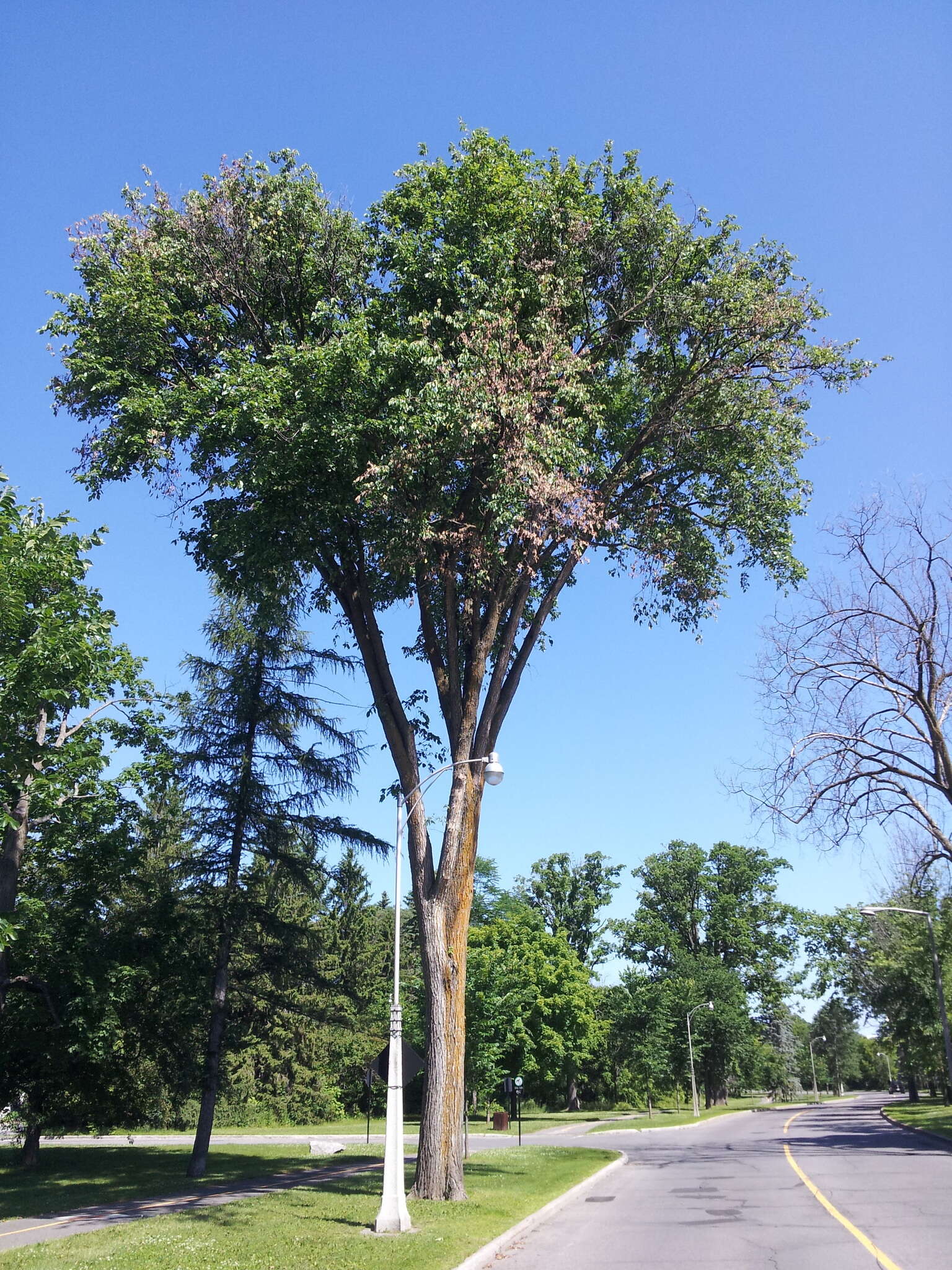 Image of Dutch elm disease