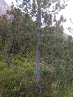 Image of Pinus mugo subsp. rotundata (Link) Janch. & H. Neumayer