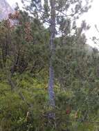 Pinus mugo subsp. rotundata (Link) Janch. & H. Neumayer的圖片