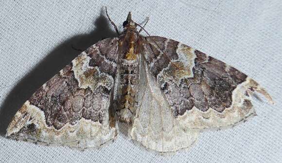 Image of Northwestern Phoenix Moth