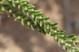 Image of Phylica humilis Sond.