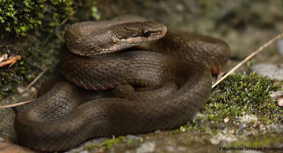 Image of Himalayan Keelback