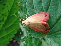 Image of rosy footman