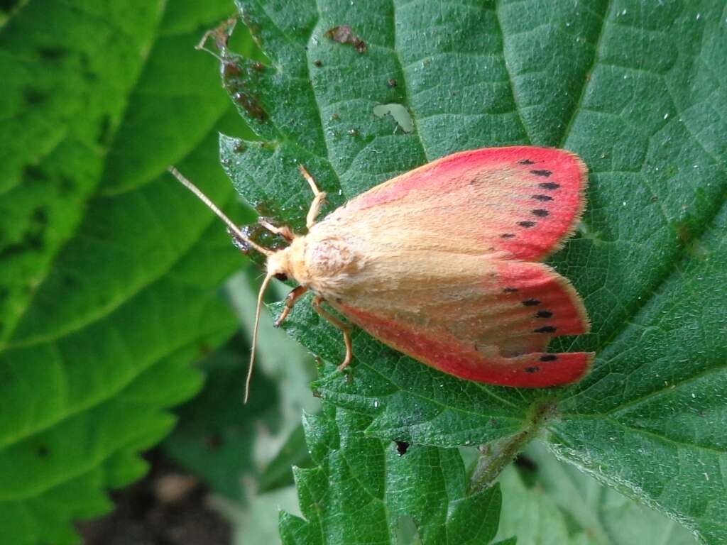 Image of rosy footman