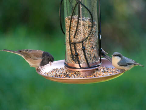 Image of Pygmy Nuthatch