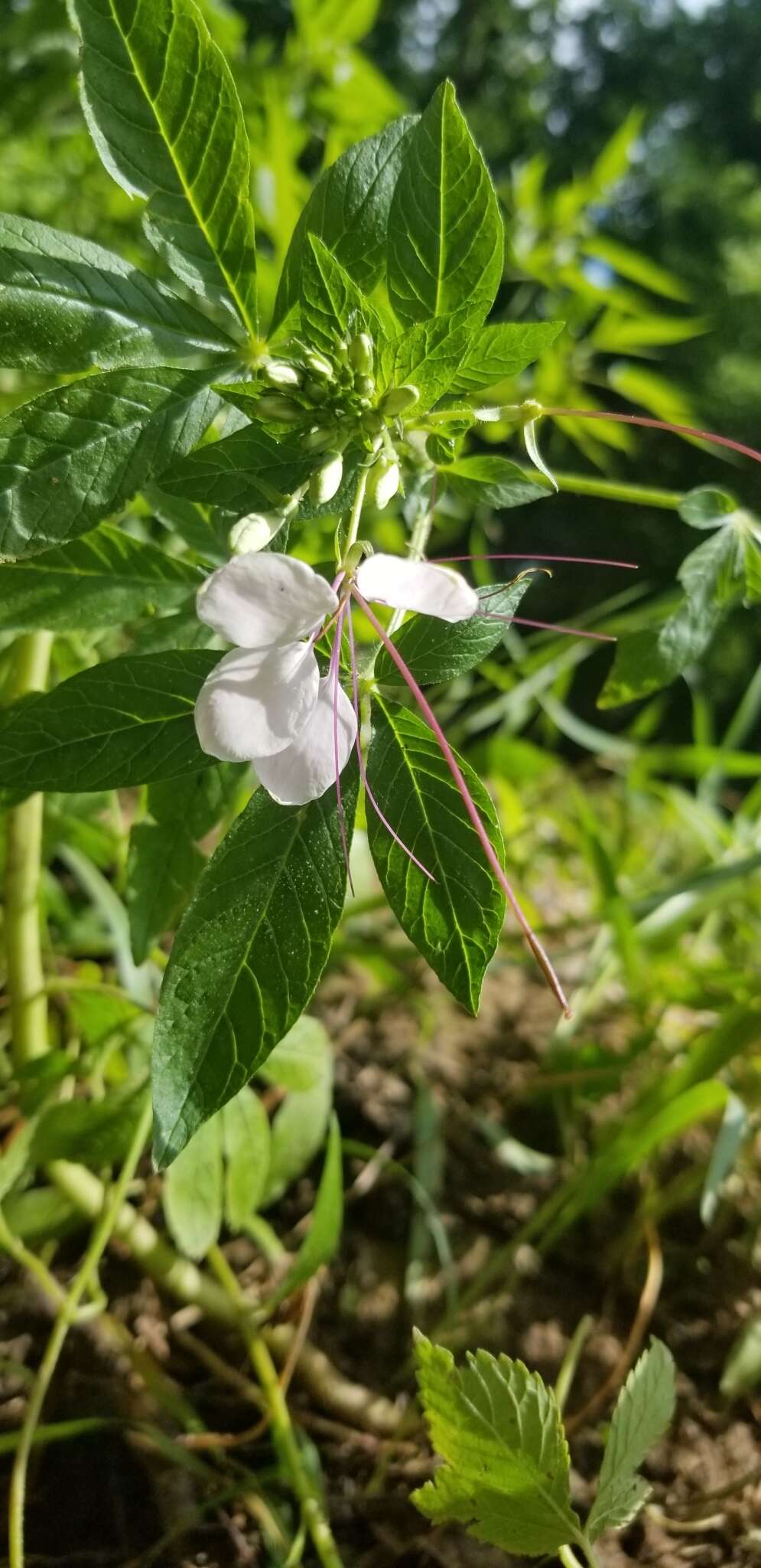 Image of Cleome guaranitica (Chod. & Hassl.) Briquet