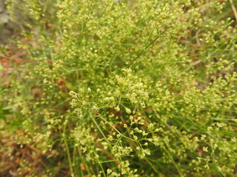 Plancia ëd Galium melanantherum Boiss.