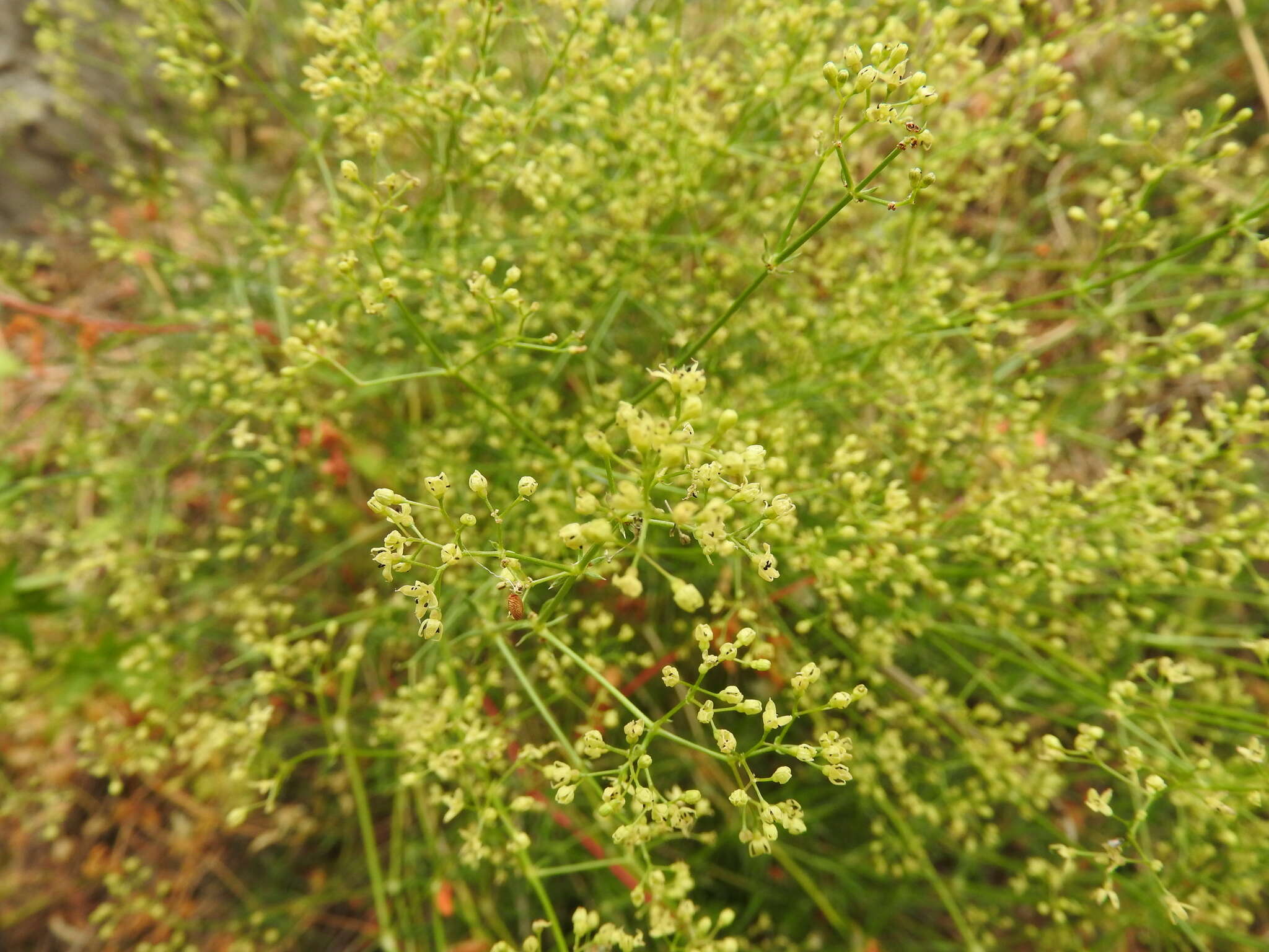 Image of Galium melanantherum Boiss.