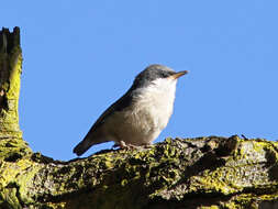 Image of Pygmy Nuthatch