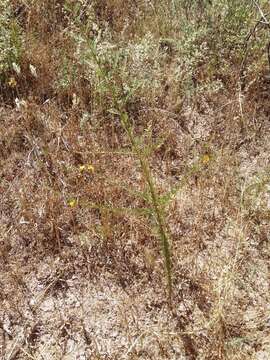 Image of Aspalathus uniflora L.