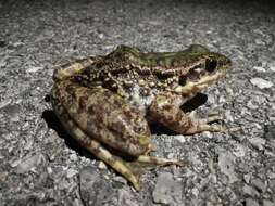 Image of Diskless-fingered Odorous Frog