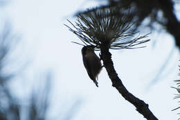 Image of Pygmy Nuthatch