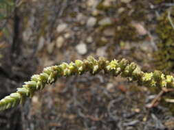 Слика од <i>Crassula <i>muscosa</i></i> var. muscosa