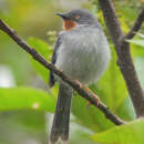 Image of Chestnut-throated Apalis