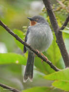 Image of Chestnut-throated Apalis