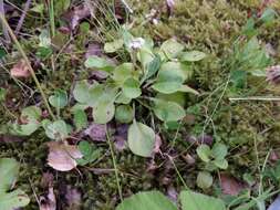 Image of common wintergreen