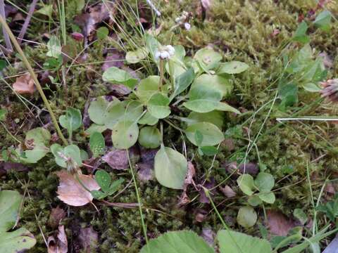 Image of common wintergreen