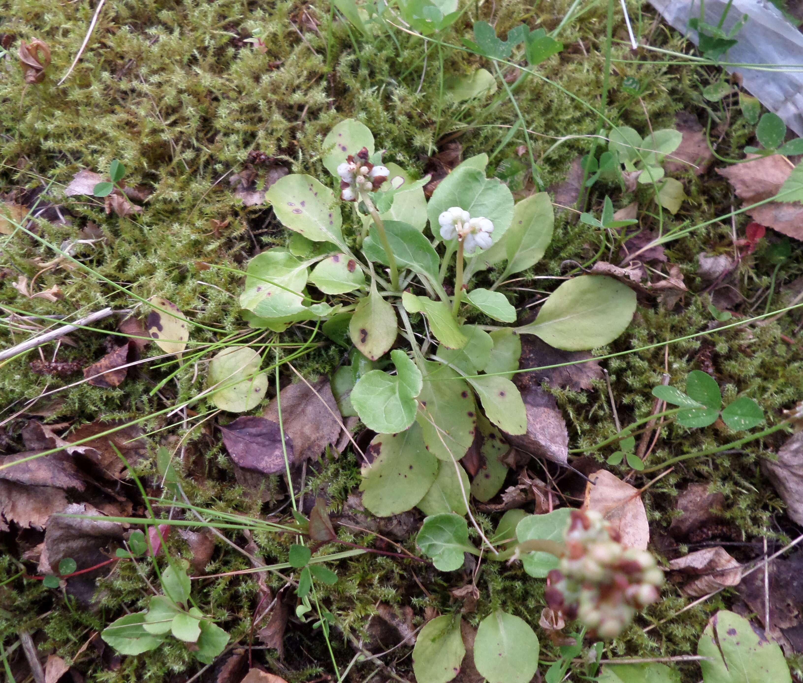 Image of common wintergreen