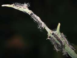 Image of cabbage butterfly