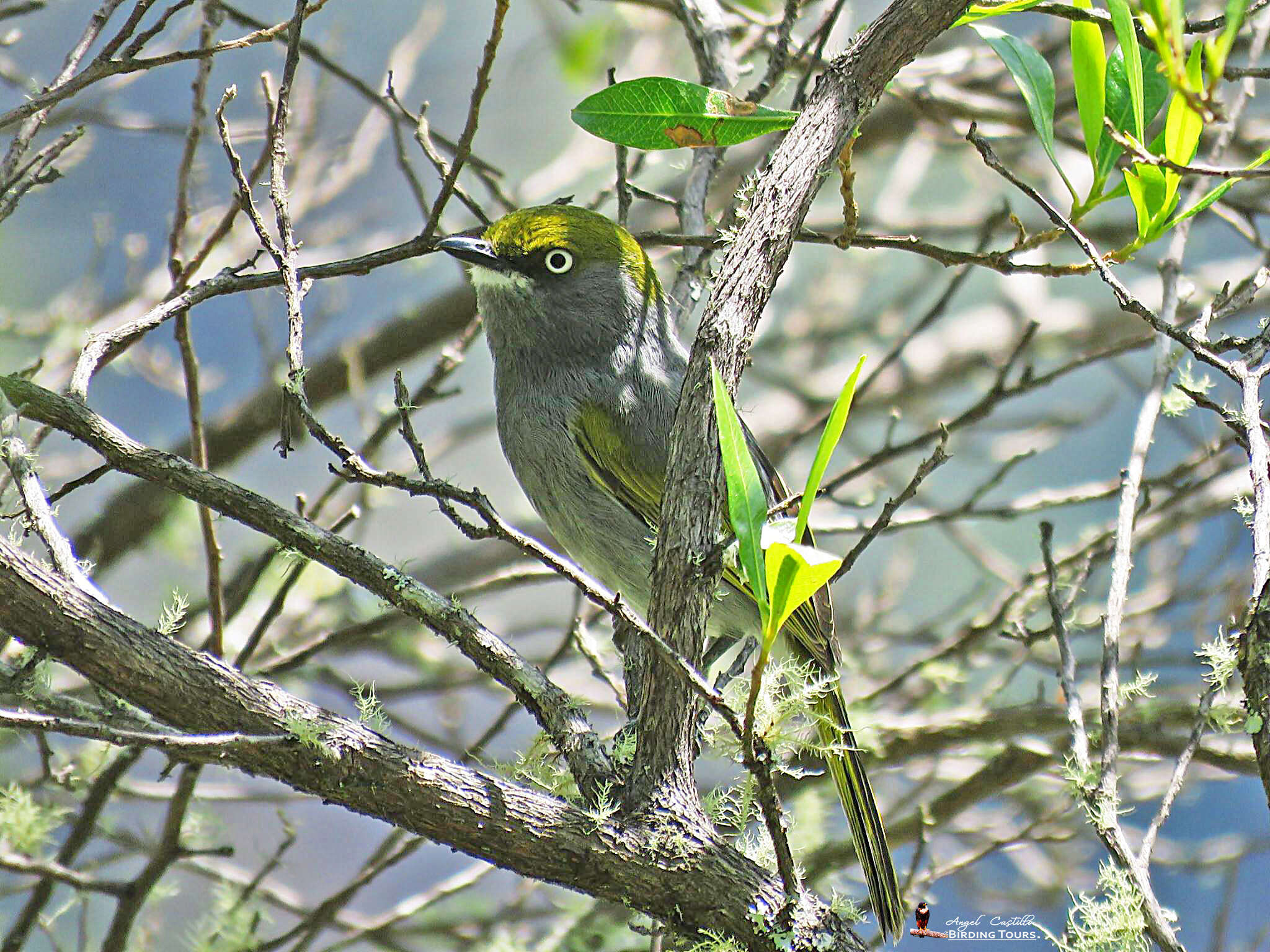 Vireo brevipennis (Sclater & PL 1858)的圖片