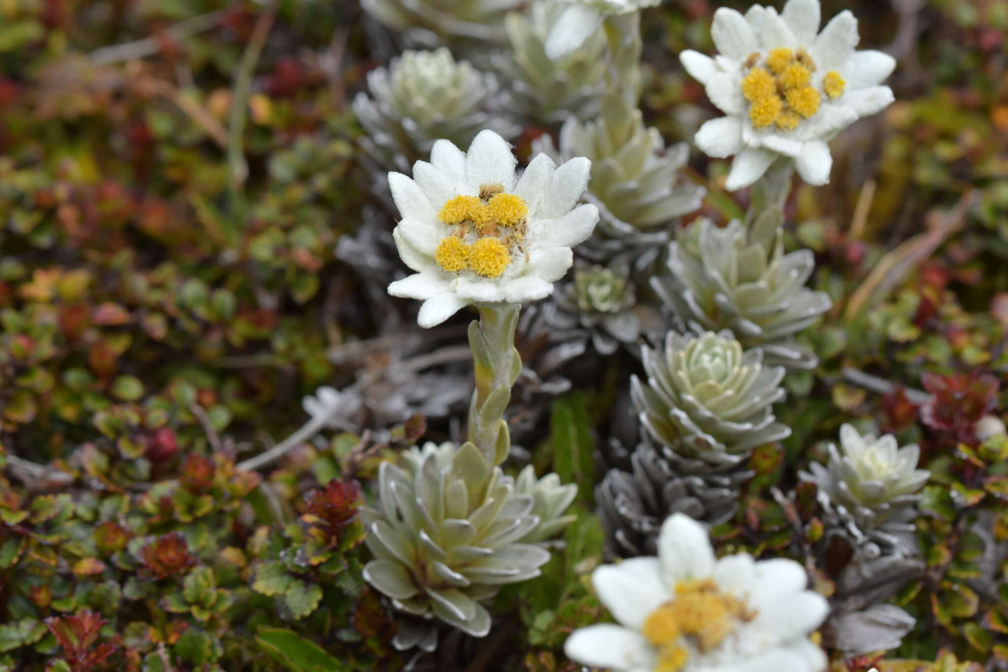 Image of Leucogenes leontopodium (Hook. fil.) Beauv.