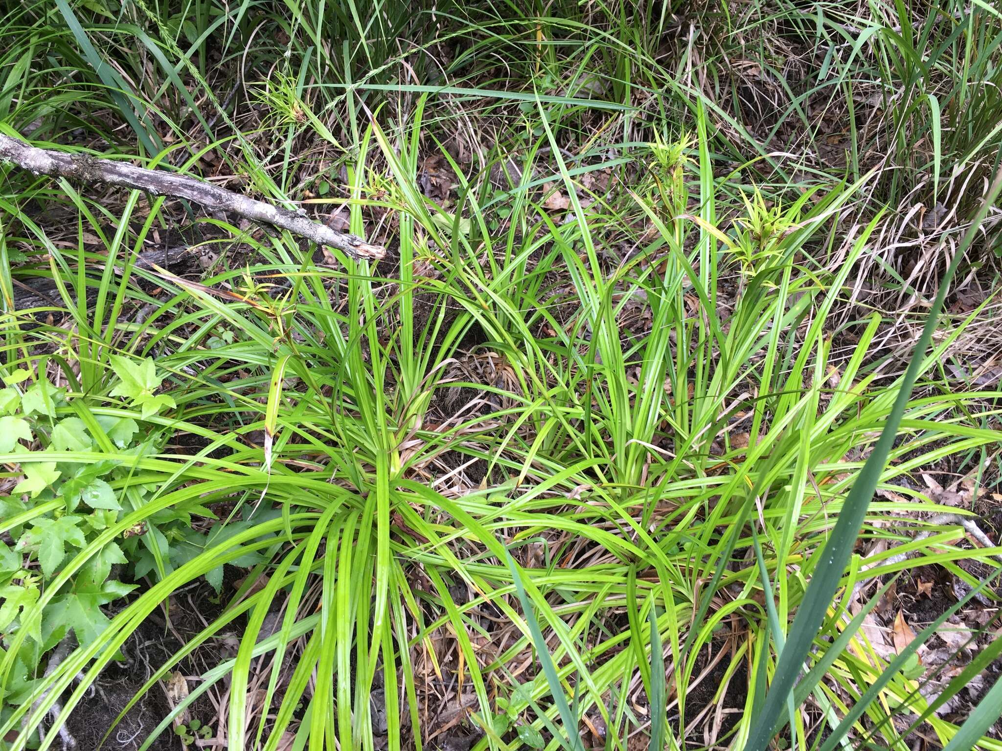 Image of drooping bulrush