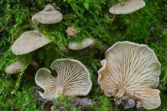 Imagem de Entoloma byssisedum (Pers.) Donk 1949